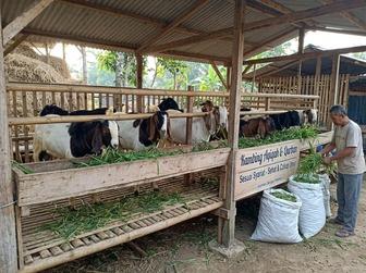 Apakah Kambing Aqiqah Harus Jantan? Ini Penjelasan Menurut Islam